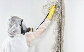 Best Forensic Mold Investigation  in Makawao, HI